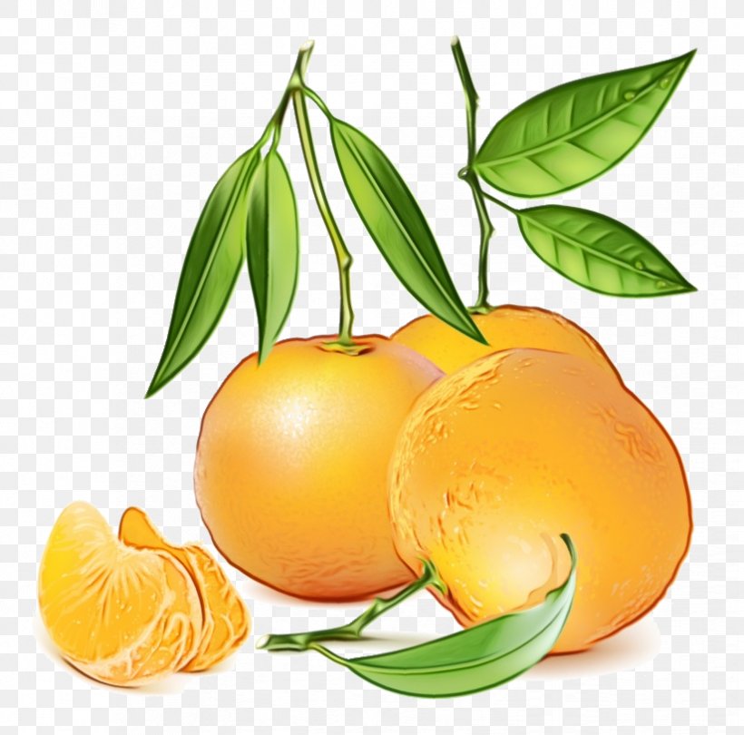 Orange, PNG, 824x814px, Watercolor, Citrus, Food, Fruit, Natural Foods Download Free