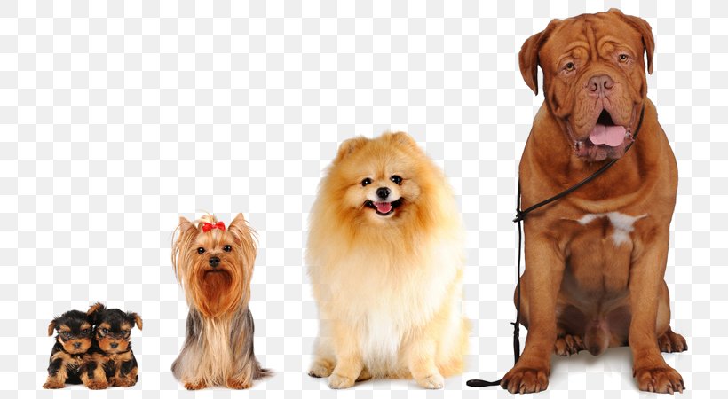 Pet Sitting Beagle Yorkshire Terrier Dog Daycare Dog Breed, PNG, 800x450px, Pet Sitting, Beagle, Breed, Carnivoran, Coat Download Free