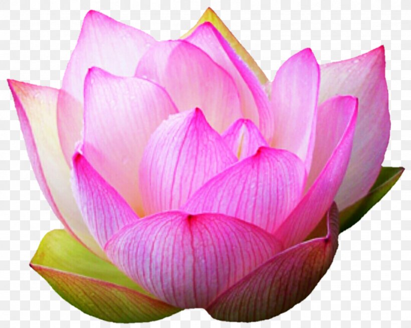 Pink M Close-up Lotus-m, PNG, 1024x819px, Pink M, Aquatic Plant, Bud, Closeup, Flower Download Free