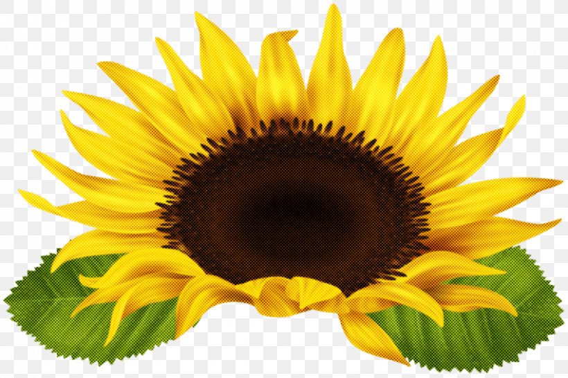 Sunflower, PNG, 850x566px, Sunflower, Cuisine, Flower, Petal, Plant Download Free