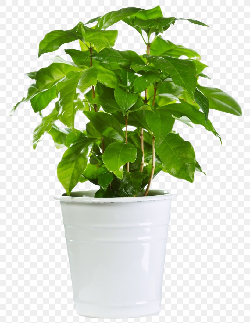 Houseplant Flowerpot Valerian Succulent Plant, PNG, 782x1062px, Houseplant, Areca Palm, Basil, Botany, Coffea Download Free