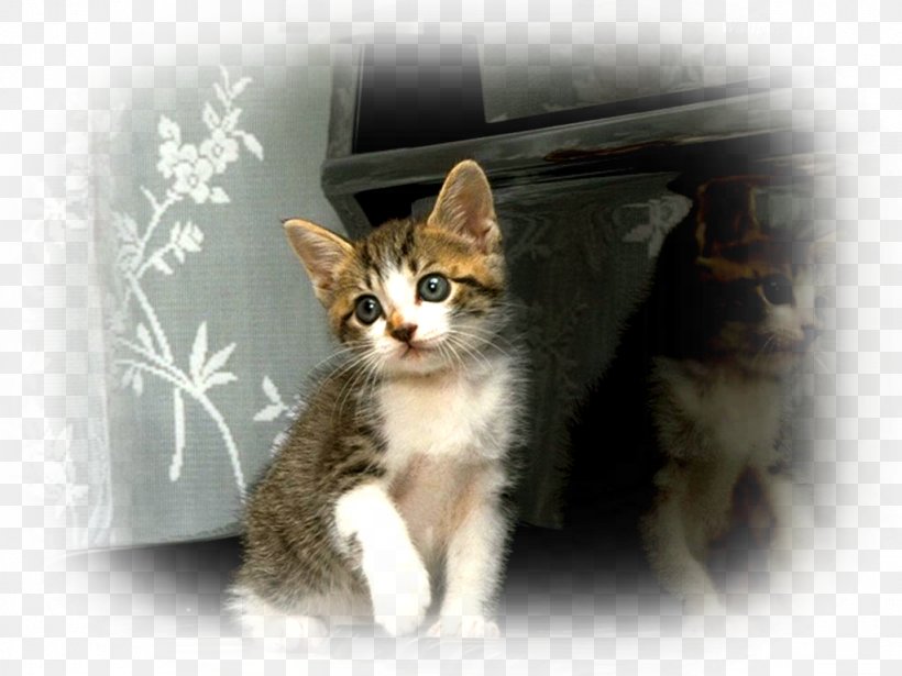 Kitten Aegean Cat Domestic Short-haired Cat Whiskers Feral Cat, PNG, 1024x768px, Kitten, Aegean Cat, Animal, Carnivoran, Cat Download Free