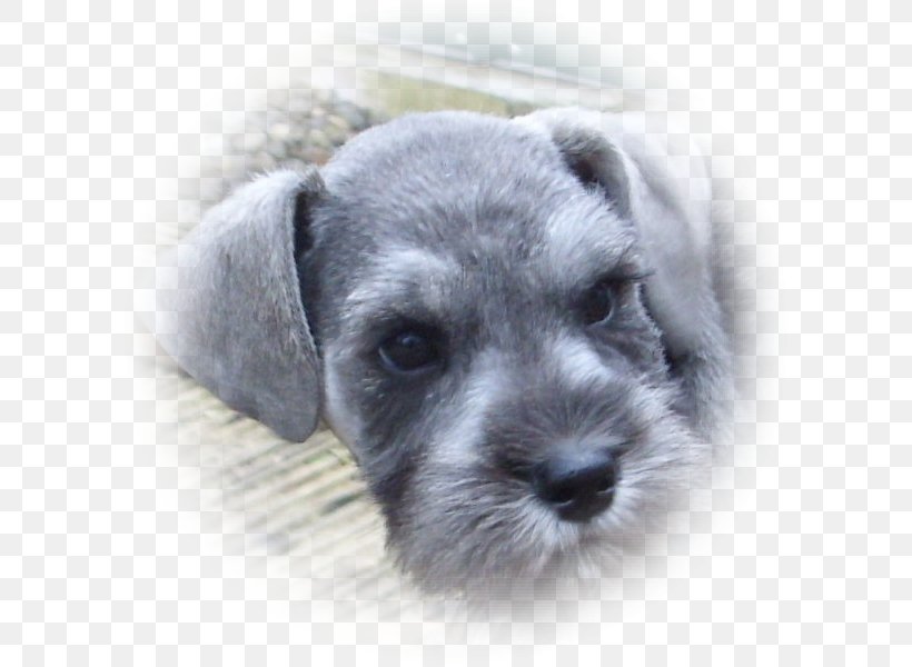 Miniature Schnauzer Schnoodle Standard Schnauzer Lakeland Terrier Puppy, PNG, 600x600px, Miniature Schnauzer, Breed, Carnivoran, Companion Dog, Dog Download Free