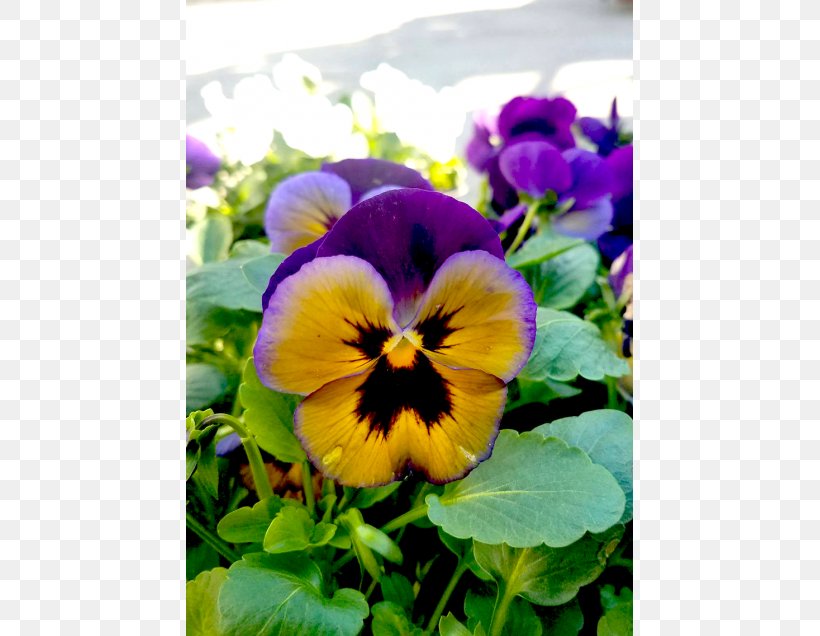 Pansy Viola Violet Annual Plant Petal, PNG, 560x636px, Pansy, Annual Plant, Flower, Flowering Plant, Petal Download Free