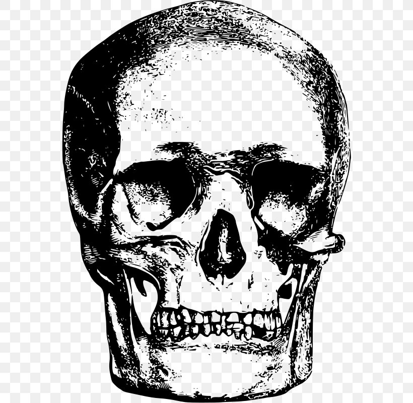 Skull Bone Clip Art, PNG, 574x800px, Skull, Black And White, Bone, Cdr, Drawing Download Free