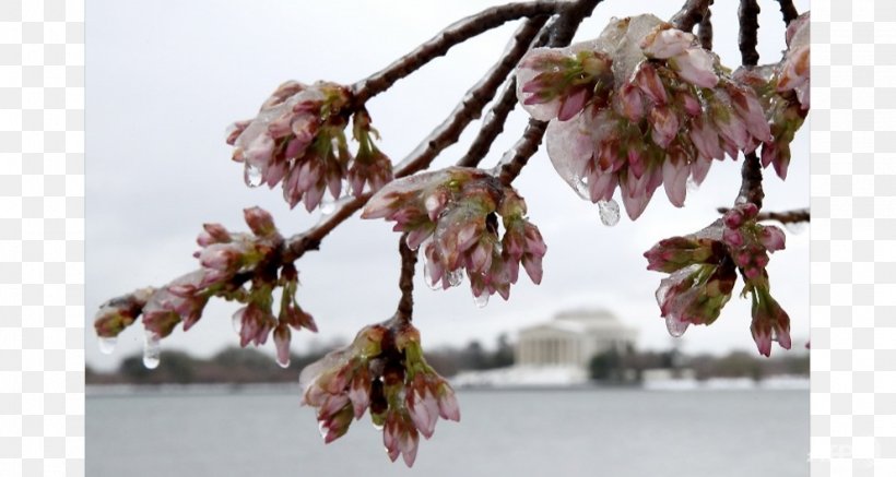 Tidal Basin East Coast Of The United States March 2017 North American Blizzard Northeastern United States Winter Storm, PNG, 991x529px, Tidal Basin, Blossom, Branch, Cherry Blossom, East Coast Of The United States Download Free