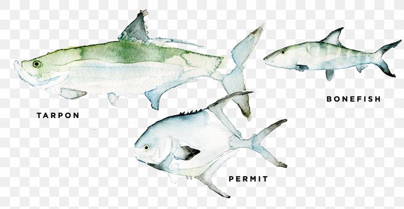 Tiger Shark Squaliform Sharks Marine Biology Ecosystem, PNG, 1400x726px, Tiger Shark, Animal, Animal Figure, Artwork, Biology Download Free