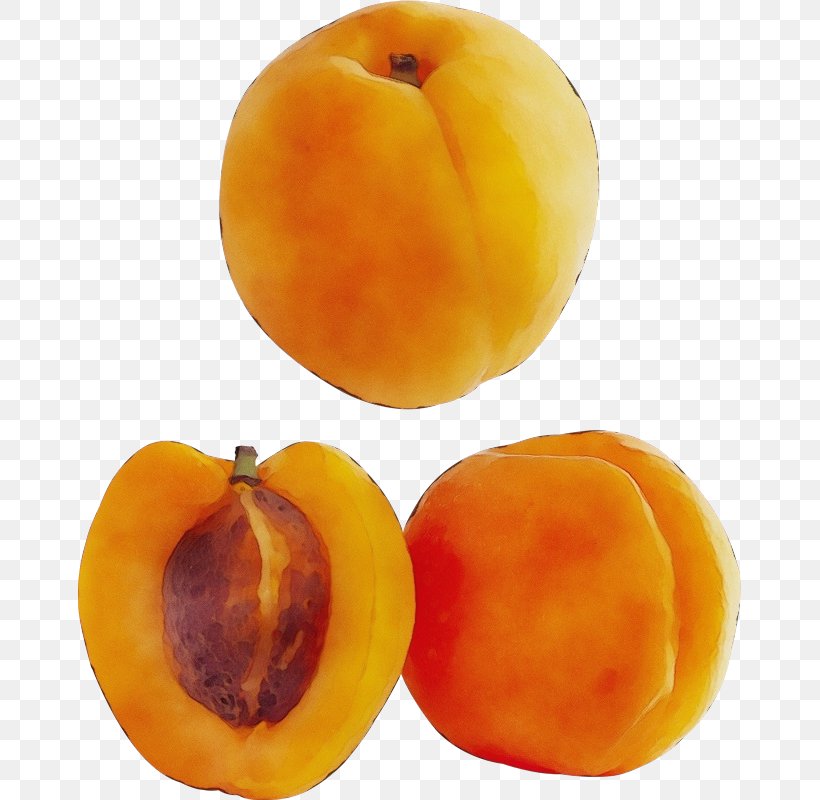 Watercolor Plant, PNG, 663x800px, Watercolor, Apple, Apricot, Apricot Kernel, Common Persimmon Download Free