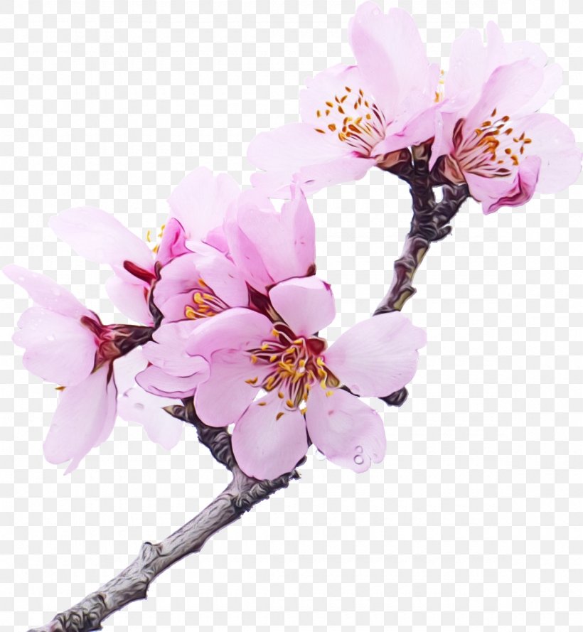Cherry Blossom, PNG, 1180x1280px, Watercolor, Blossom, Branch, Cherry Blossom, Flower Download Free