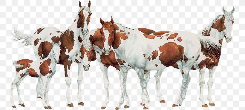 Mare Foal Mustang Stallion Horse Behavior, PNG, 754x369px, Mare, Animal, Animal Figure, Cattle Like Mammal, Colt Download Free