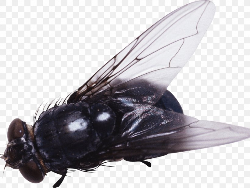 Insect Fly Clip Art, PNG, 1024x768px, Insect, Arthropod, Fly, Housefly, Image File Formats Download Free