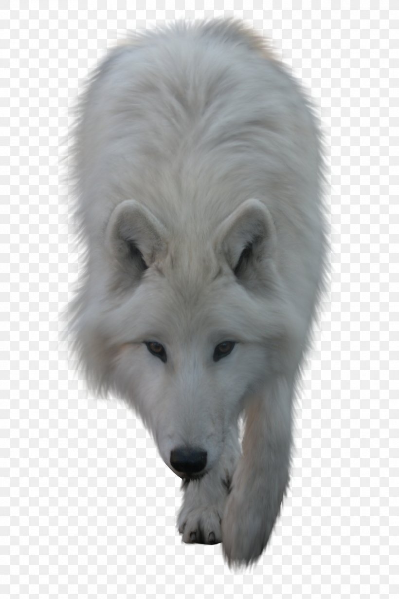 Arctic Wolf Clip Art, PNG, 1296x1944px, Dog, African Wild Dog, Arctic Fox, Arctic Wolf, Aullido Download Free