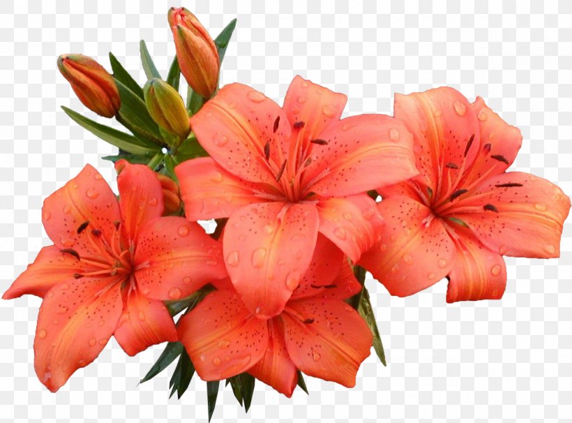 Flower Lilium, PNG, 1280x946px, Flower, Color, Cut Flowers, Flowering Plant, Lilium Download Free