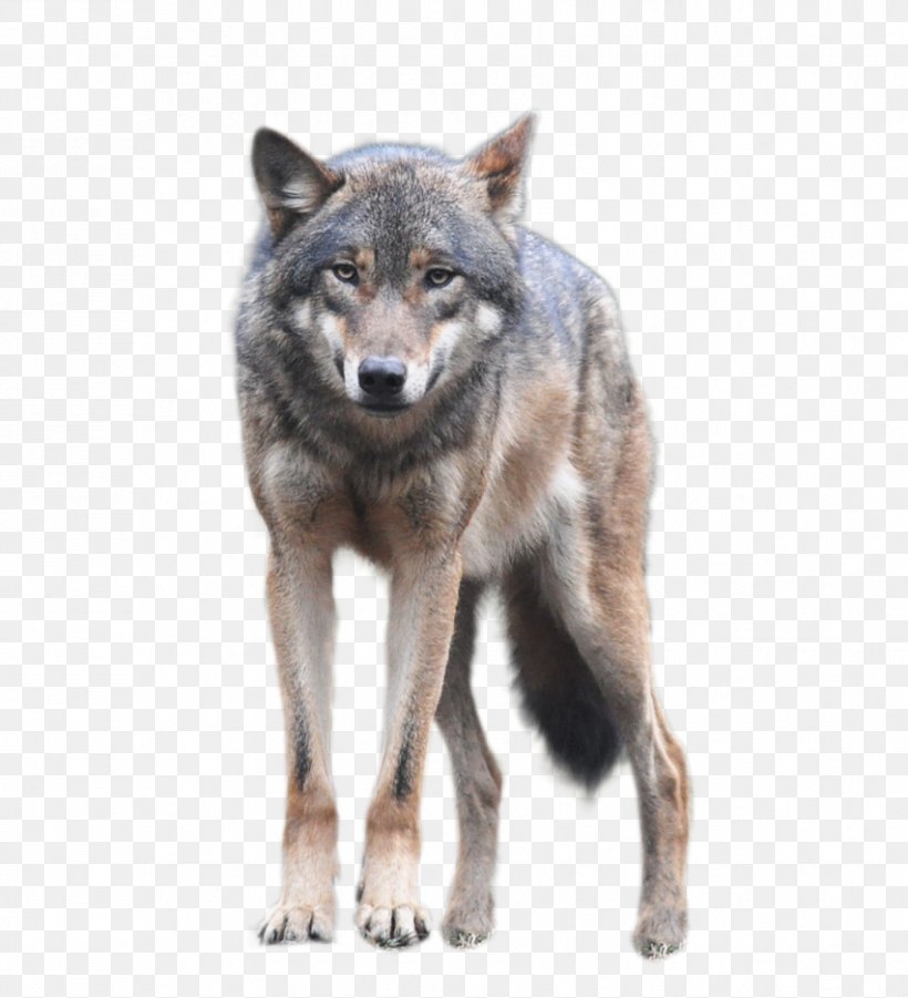 Gray Wolf Clip Art, PNG, 852x937px, Dog, Arctic Wolf, Black Wolf, Canidae, Canis Lupus Tundrarum Download Free