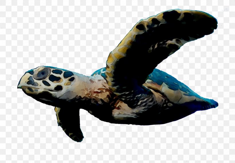 Loggerhead Sea Turtle Tortoise Pond Turtles, PNG, 1190x827px, Loggerhead Sea Turtle, Animal, Animal Figure, Fauna, Green Sea Turtle Download Free