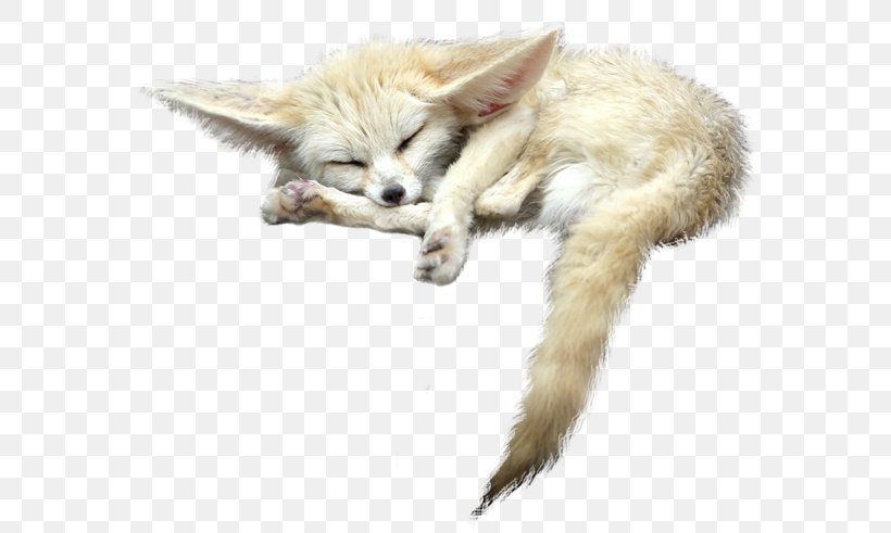 Red Fox Fennec Fox, PNG, 578x491px, Augsburg Zoo, Carnivoran, Cat, Cat Like Mammal, Display Resolution Download Free