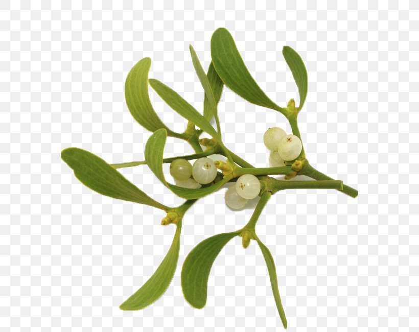 Viscum Album Mistletoe Plants Anthroposophic Medicine Kiss, PNG, 582x650px, Viscum Album, Branch, Christmas Day, Flora, Flower Download Free