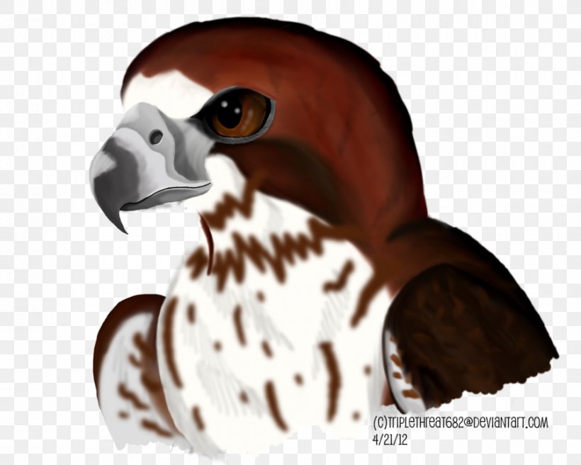 Beak Bird Of Prey Snout, PNG, 900x720px, Beak, Bird, Bird Of Prey, Fauna, Neck Download Free