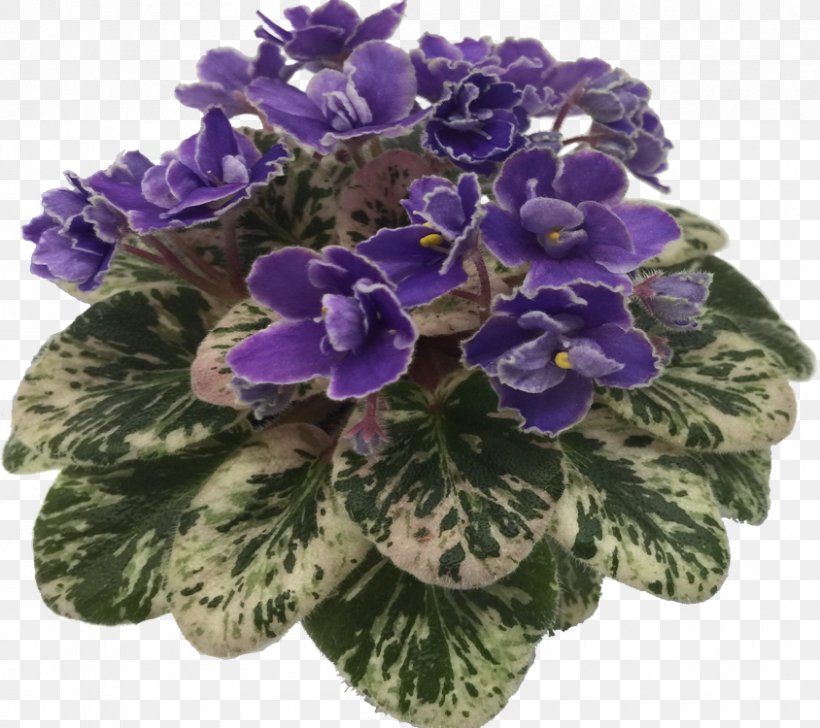 Cut Flowers, PNG, 844x750px, Cut Flowers, Flower, Flowering Plant, Plant, Purple Download Free