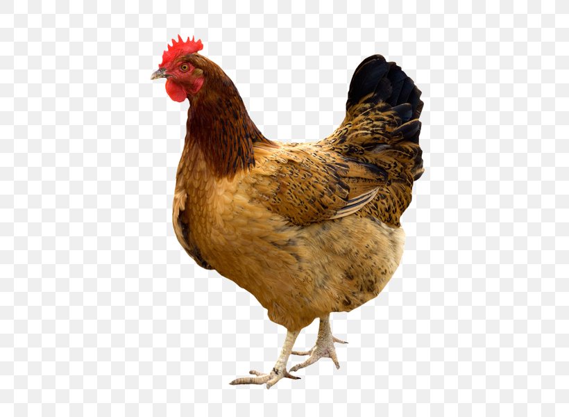 Kadaknath Broiler Giriraja Poultry Chicken As Food, PNG, 655x600px, Kadaknath, Beak, Bird, Broiler, Chicken Download Free