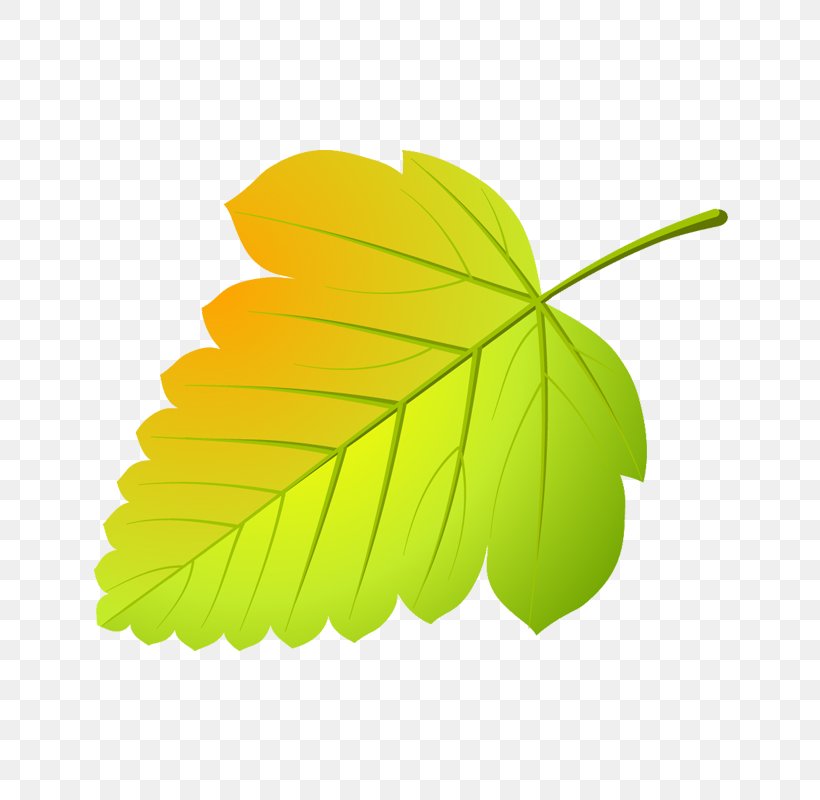 Maple Leaf Abscission Tree Viburnum, PNG, 800x800px, Leaf, Abscission, Alder, Birch, Drawing Download Free