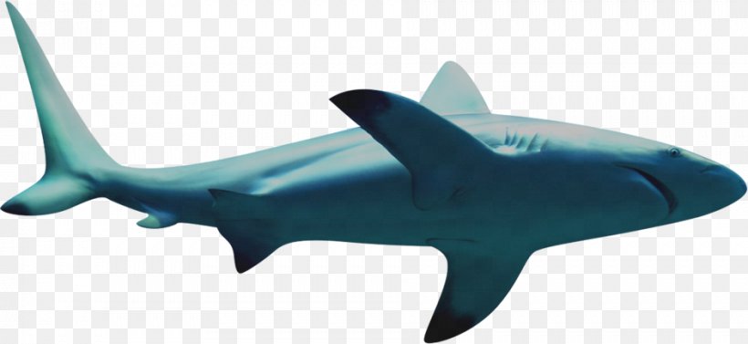 Requiem Shark Icon, PNG, 943x434px, Shark, Animal, Cartilaginous Fish, Fin, Fish Download Free