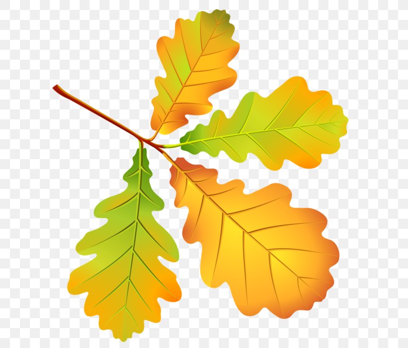 Vector Graphics Autumn Leaves Leaf, PNG, 620x700px, Autumn, Autumn Leaves, Branch, Leaf, Maple Leaf Download Free