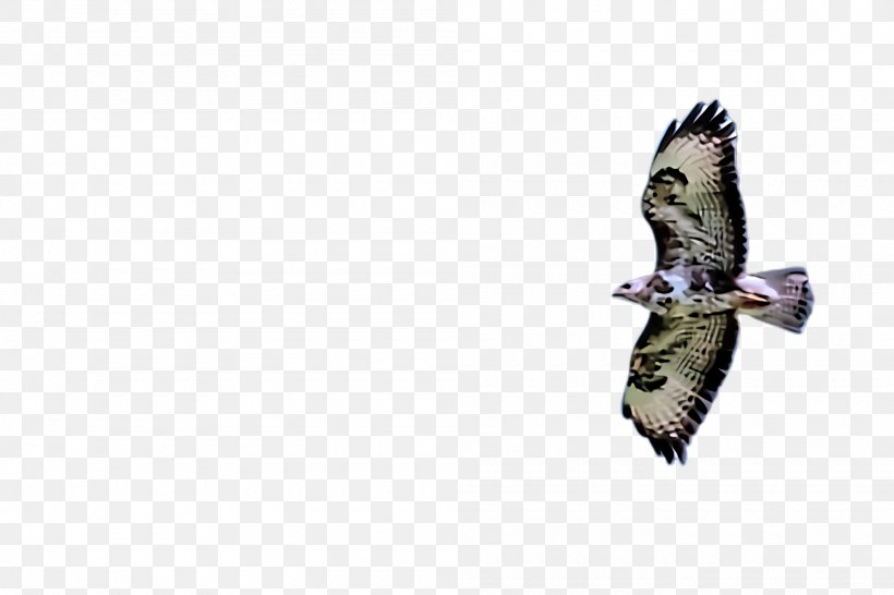 Bird Bird Of Prey Beak Northern Harrier Kite, PNG, 2000x1332px, Bird, Beak, Bird Of Prey, Buzzard, Coopers Hawk Download Free
