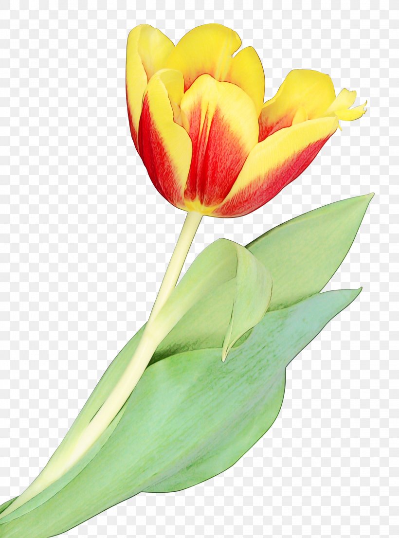Flower Petal Tulip Flowering Plant Plant, PNG, 2241x3025px, Watercolor, Cut Flowers, Flower, Flowering Plant, Leaf Download Free