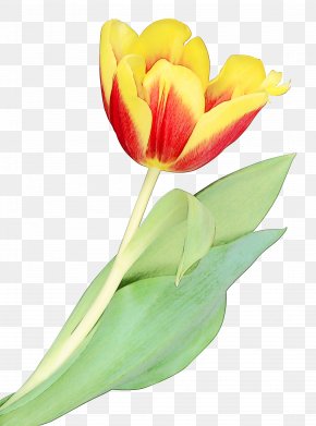 Pedicel Leaf - Flower Petal Tulip Flowering Plant Plant PNG