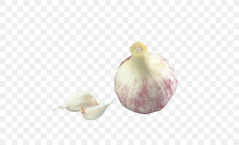 Garlic Food Cartoon, PNG, 500x500px, 3d Computer Graphics, Garlic, Cartoon, Designer, Food Download Free