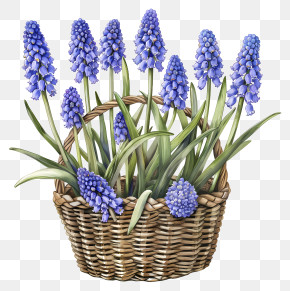Grape Hyacinth - Rustic Basket With Blue Muscari Flowers PNG
