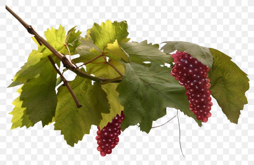 Grape Leaves, PNG, 1600x1042px, Grape, Flowering Plant, Food, Fruit, Grape Leaves Download Free
