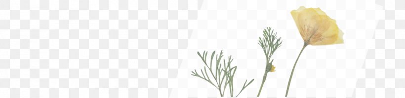 Grasses Cut Flowers Plant Stem Line Font, PNG, 1070x262px, Grasses, Black And White, Commodity, Cut Flowers, Flora Download Free