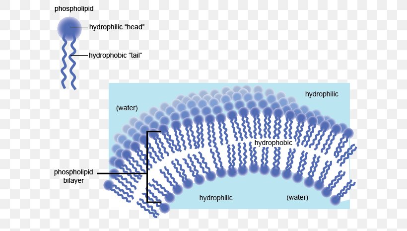 Hydrophile Hydrophobe Cell Membrane Phospholipid Biological Membrane, PNG, 623x465px, Hydrophile, Amino Acid, Amphiphile, Biological Membrane, Biology Download Free