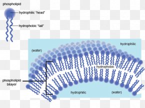 Water - Hydrophile Hydrophobe Cell Membrane Phospholipid Biological Membrane PNG