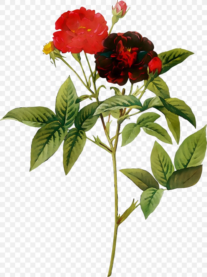 Choix Des Plus Belles Fleurs Redoute Roses Botanical Illustration Painting, PNG, 956x1280px, Choix Des Plus Belles Fleurs, Art, Artist, Botanical Illustration, Botany Download Free