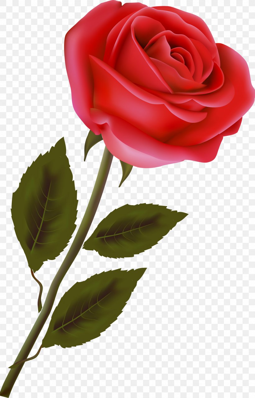 Garden Roses Flower Centifolia Roses Clip Art, PNG, 2752x4292px, Garden Roses, Centifolia Roses, China Rose, Cut Flowers, Floribunda Download Free