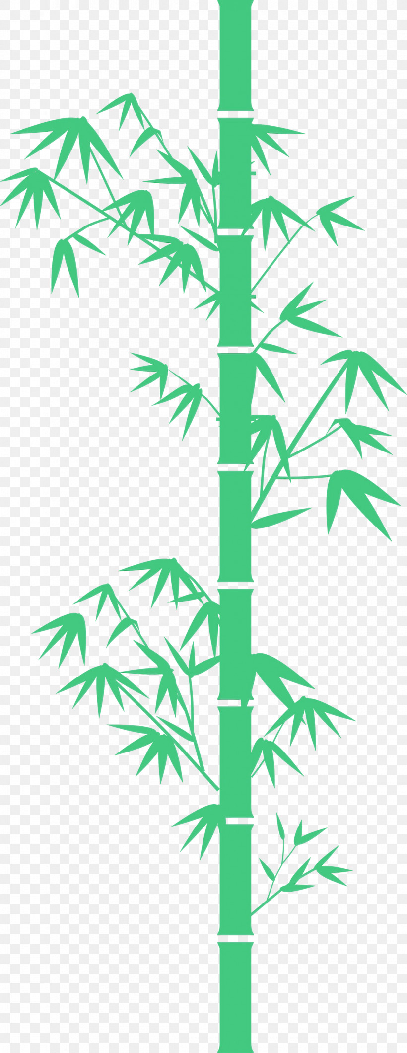 Palm Tree, PNG, 1160x3000px, Bamboo, Branch, Green, Hemp Family, Leaf Download Free