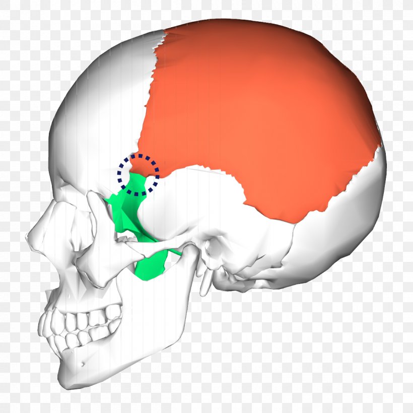 Petrous Part Of The Temporal Bone Occipital Bone Skull Zygomatic Bone, PNG, 1200x1200px, Watercolor, Cartoon, Flower, Frame, Heart Download Free