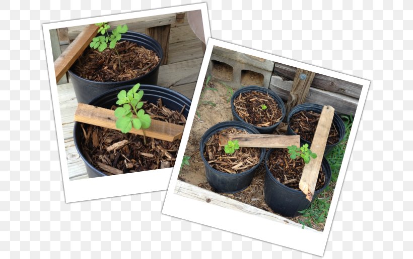 Plastic Herb Flowerpot Soil Tree, PNG, 661x516px, Plastic, Flowerpot, Grass, Herb, Plant Download Free