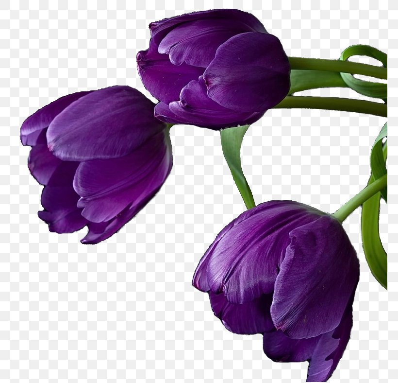 Tulip Cut Flowers Purple Violet, PNG, 780x788px, Tulip, Cut Flowers, Flower, Flowering Plant, Herbaceous Plant Download Free