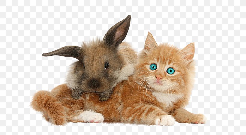 Kitten Domestic Rabbit Maine Coon Abyssinian Cat, PNG, 682x450px, Kitten, Abyssinian Cat, Animal, Canvas Print, Carnivoran Download Free