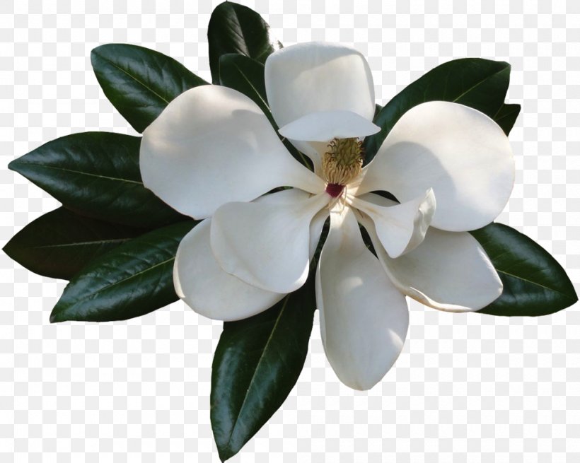 Magnolia Clip Art Image File Format, PNG, 1000x799px, Magnolia, Flower, Flowering Plant, Magnolia Family, Oak Download Free
