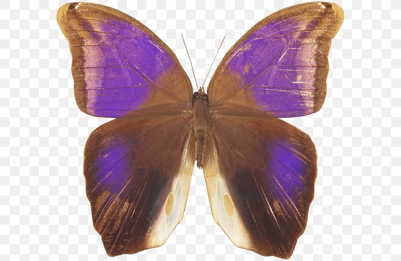 Nymphalidae Lycaenidae Moth Butterfly Purple, PNG, 595x534px, Nymphalidae, Arthropod, Brush Footed Butterfly, Butterfly, Insect Download Free