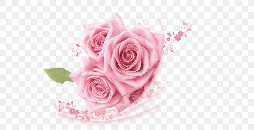 Beach Rose Pink, PNG, 2067x1058px, Beach Rose, Color, Cut Flowers, Floral Design, Floristry Download Free