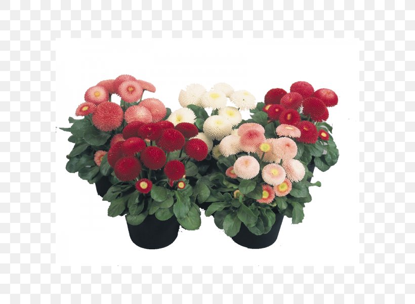 Garden Roses Common Daisy Flower Seed Plant, PNG, 600x600px, Garden Roses, Annual Plant, Artificial Flower, Begonia, Chinese Lantern Download Free