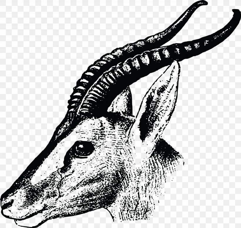 Gazelle Drawing Impala Clip Art, PNG, 4000x3790px, Gazelle, Black And White, Carnivoran, Drawing, Extinction Download Free