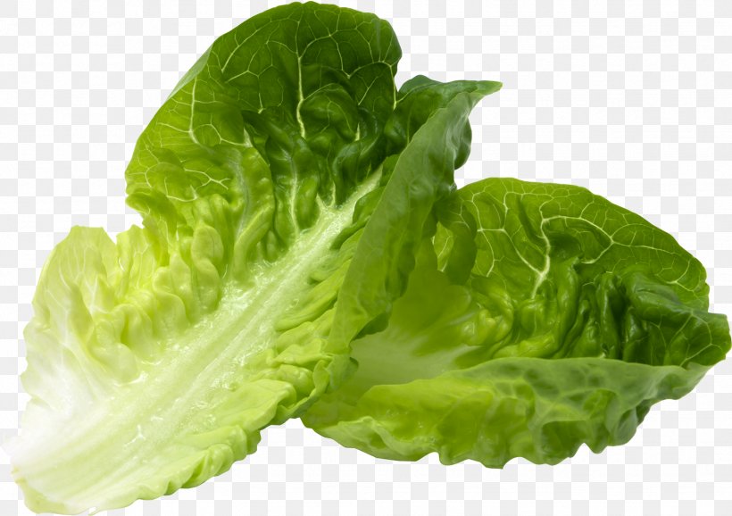 Green Leaf Background, PNG, 1527x1078px, Hamburger, Blt, Blue Sow Thistle, Bun, Cabbage Download Free