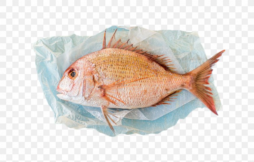 Red Porgy Scup Porgy Fishing Photography, PNG, 1098x703px, Red Porgy, Animal Source Foods, Fauna, Fish, Fish Products Download Free